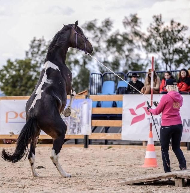 Steilende skjevet hest i arbeid med trener på en hesteoppvisning