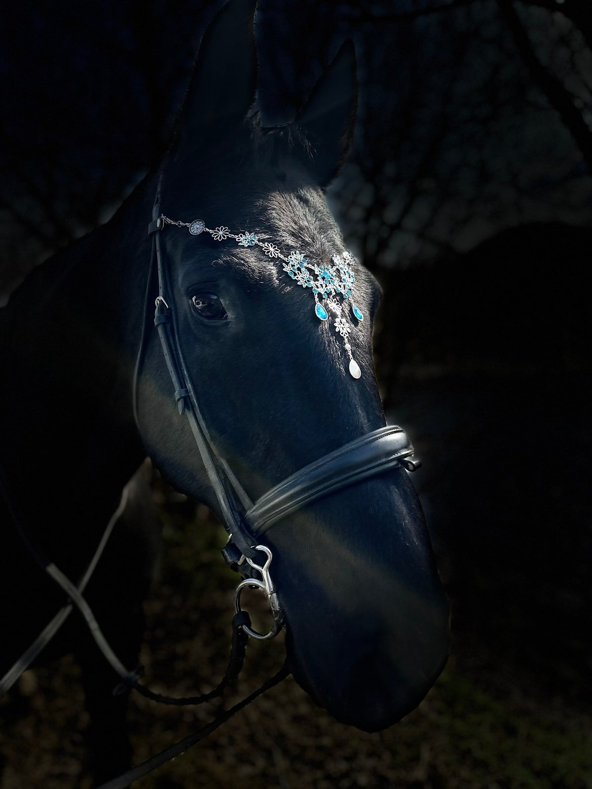 Mørk hest med pannebånd og anatomisk bitt, fotografert mot mørk bakgrunn