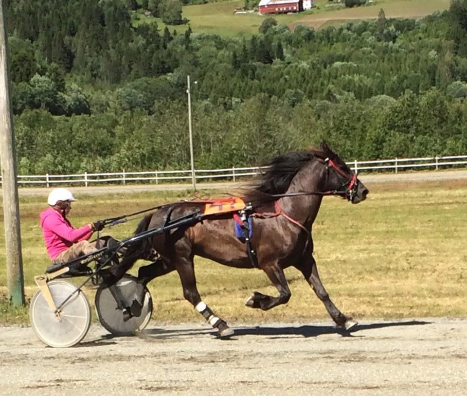 Travhest med sulky i fullt driv på travbanen